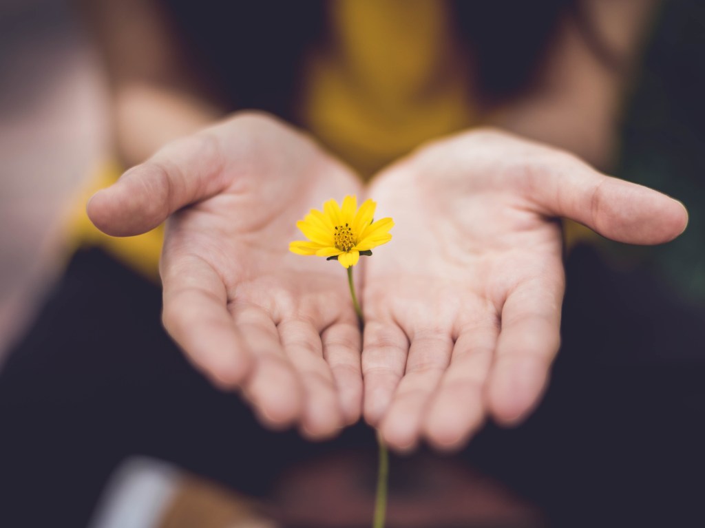 two hands holding a flower to signify "sorry"