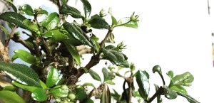 Messing around with&nbsp;video